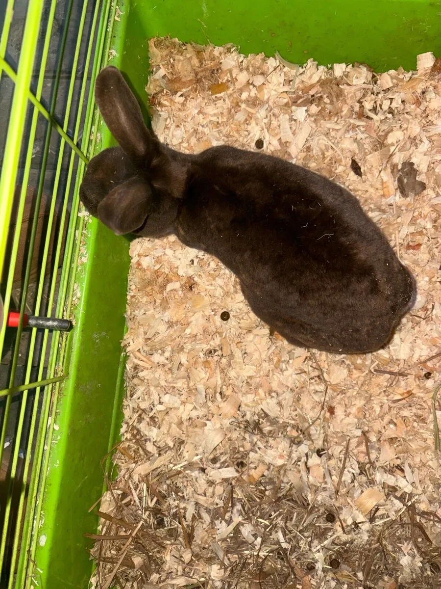 Chocolate mini Rex doe with/ without cage/hutch - Image 2