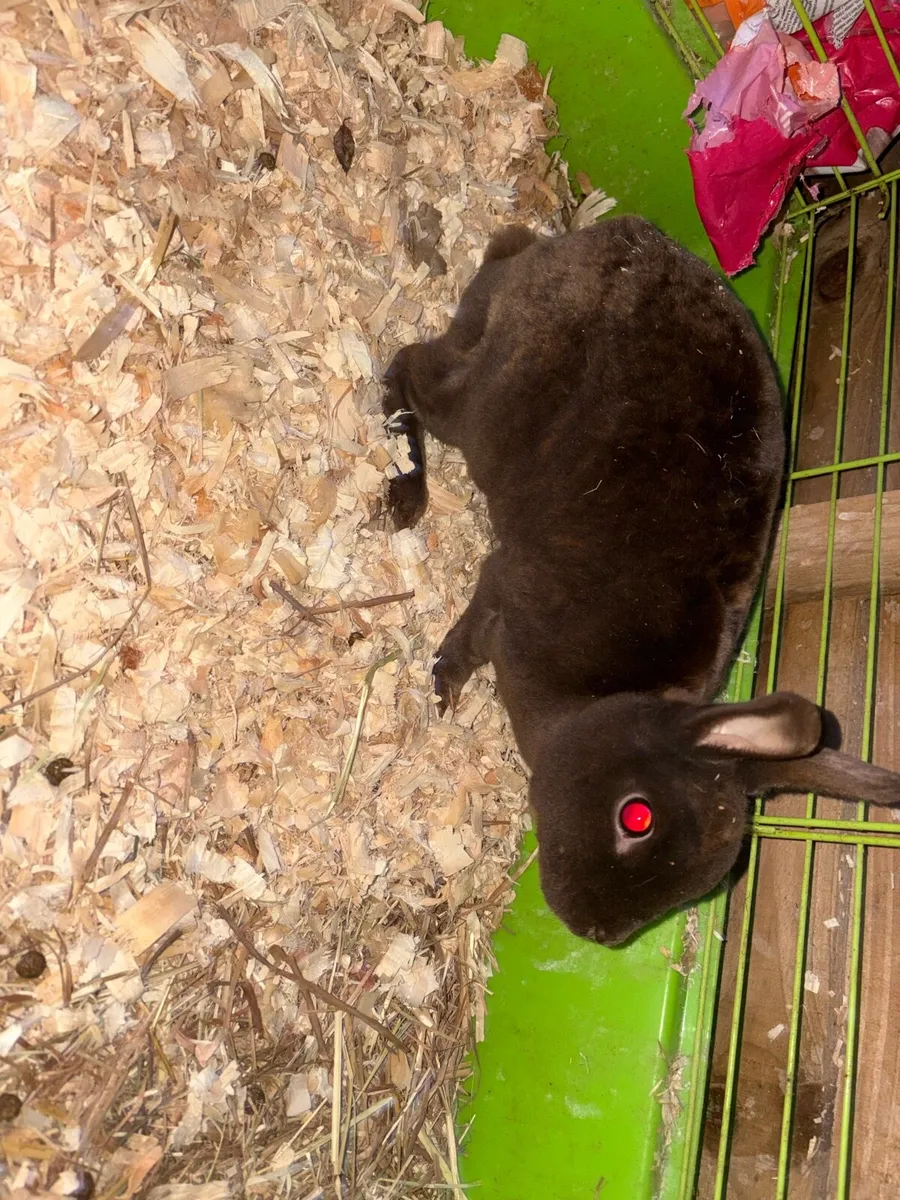 Chocolate mini Rex doe with/ without cage/hutch - Image 1