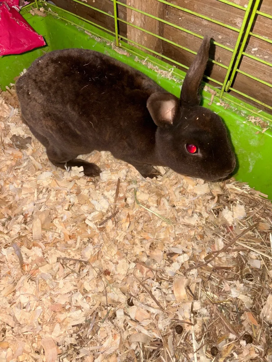 Chocolate mini Rex doe with/ without cage/hutch - Image 3