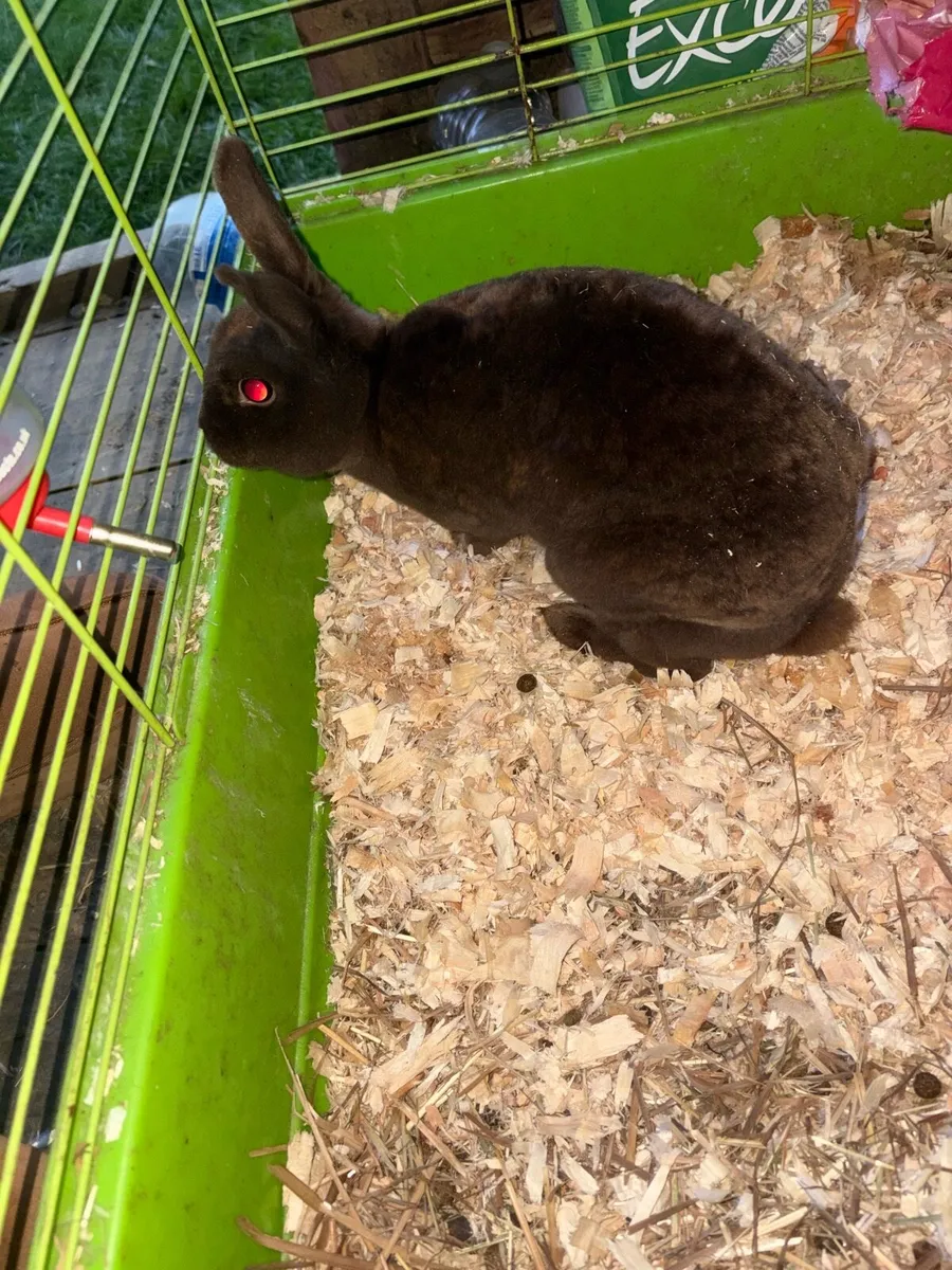 Chocolate mini Rex doe with/ without cage/hutch - Image 4
