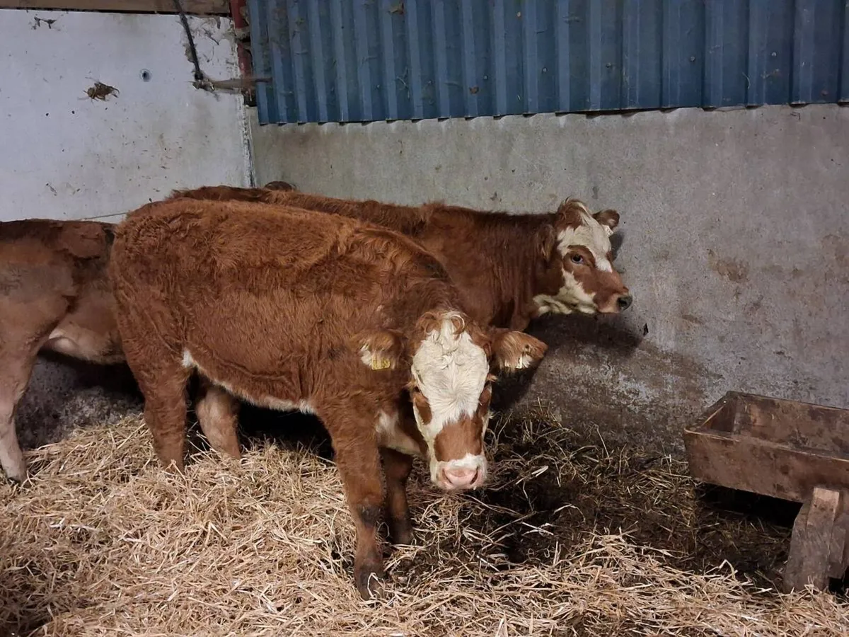 3 SUPER BREEDING HEIFERS - Image 2