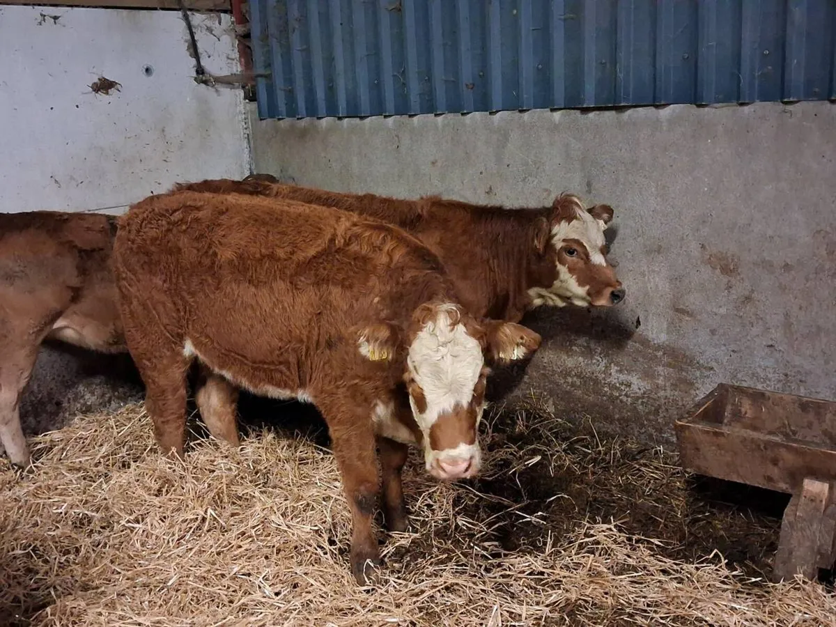 3 SUPER BREEDING HEIFERS - Image 3