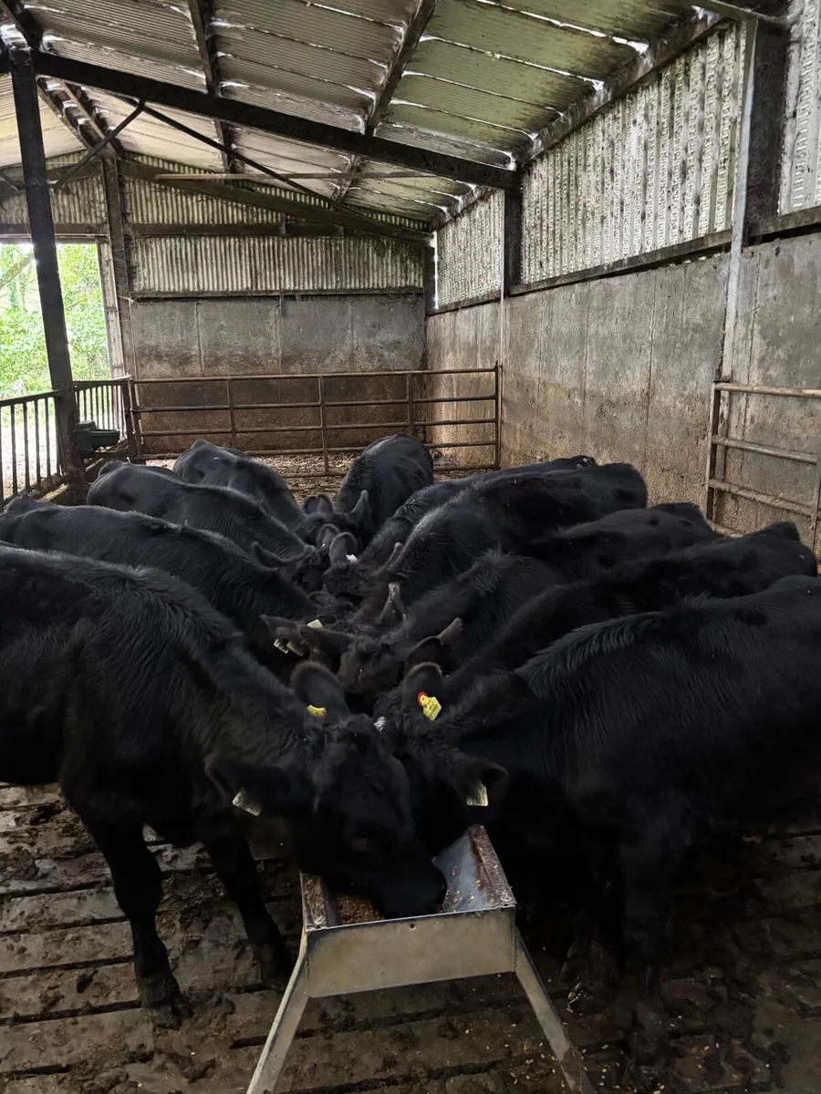 Angus bull calves - Image 1