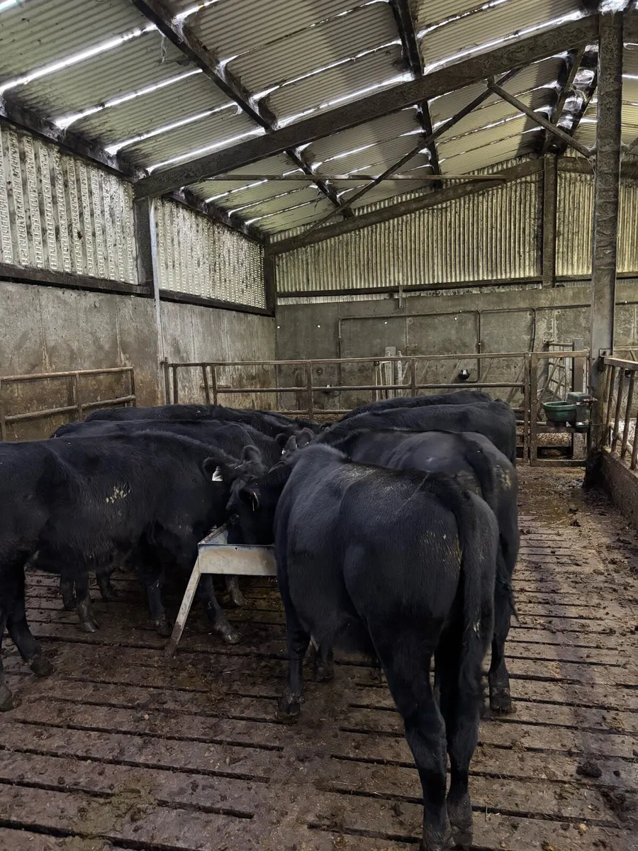 Angus bull calves - Image 2