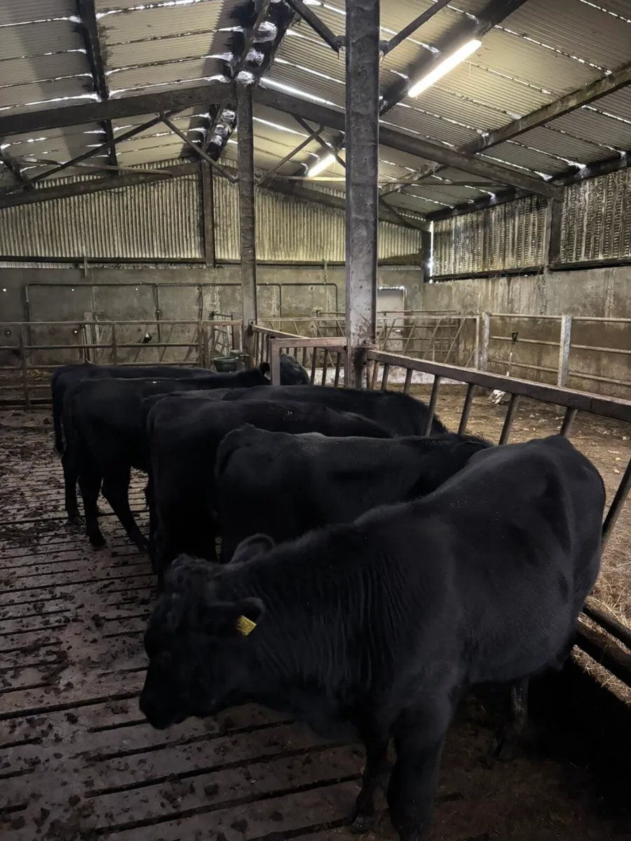 Angus bull calves - Image 3