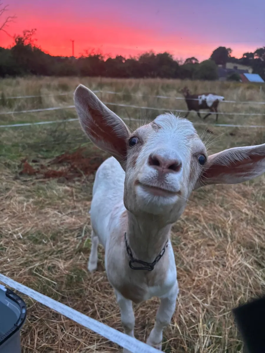 2 Female Goats - Image 1