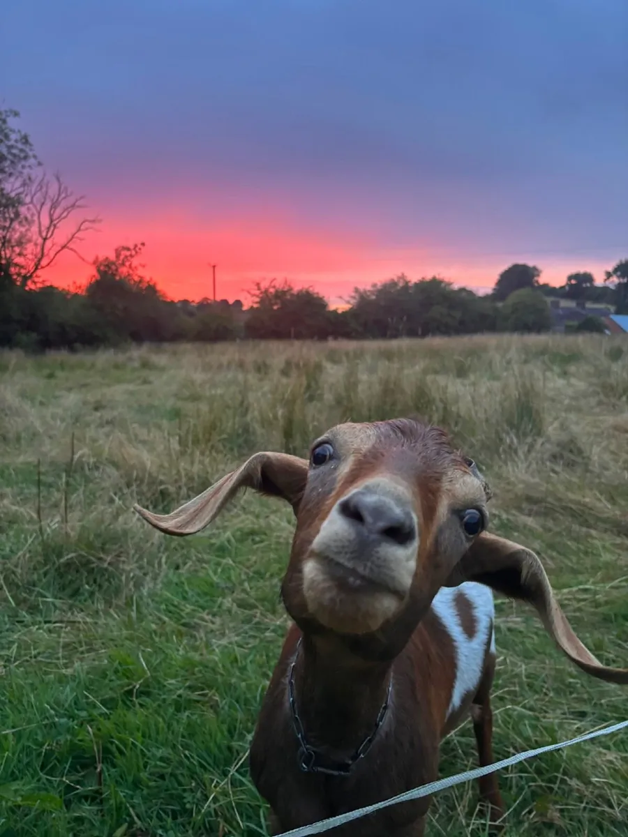 2 Female Goats - Image 2
