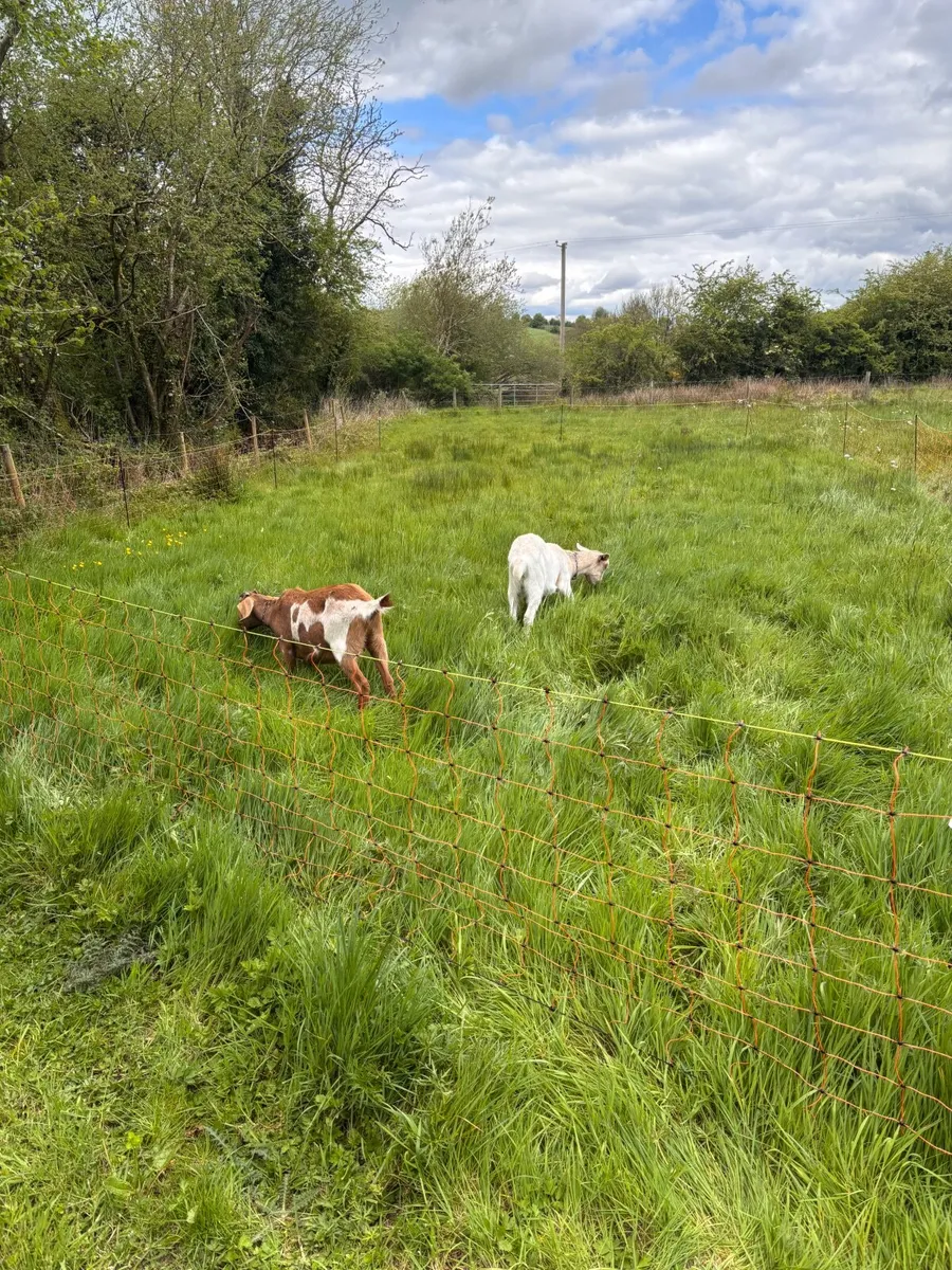2 Female Goats - Image 3