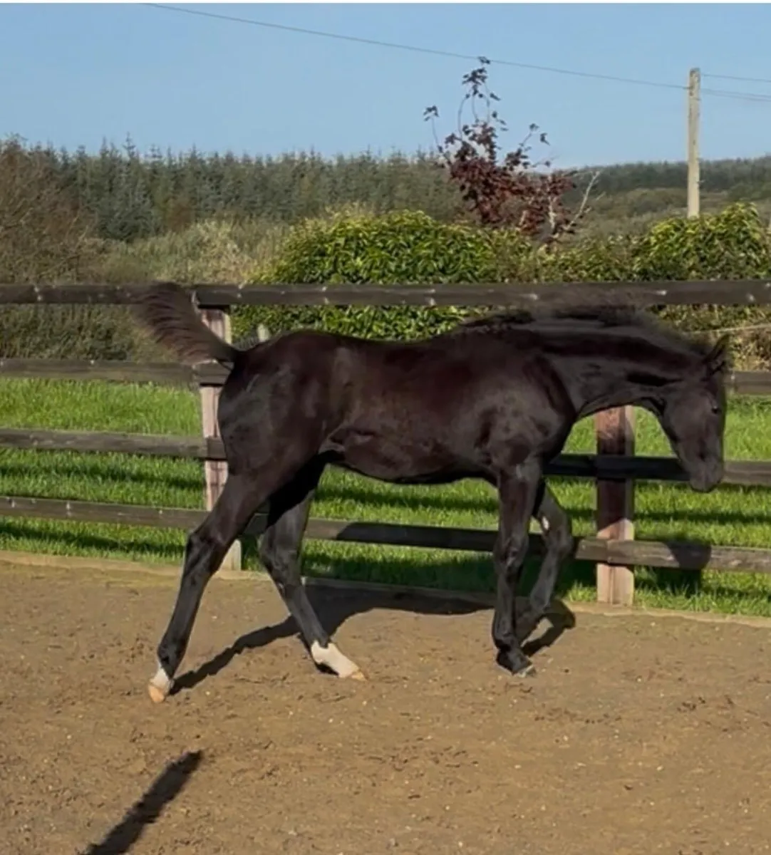 Sligo Cavalier Candy colt foal - Image 1