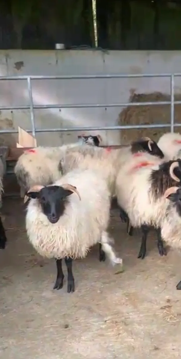 Good Blackface mountain ewe lambs - Image 3