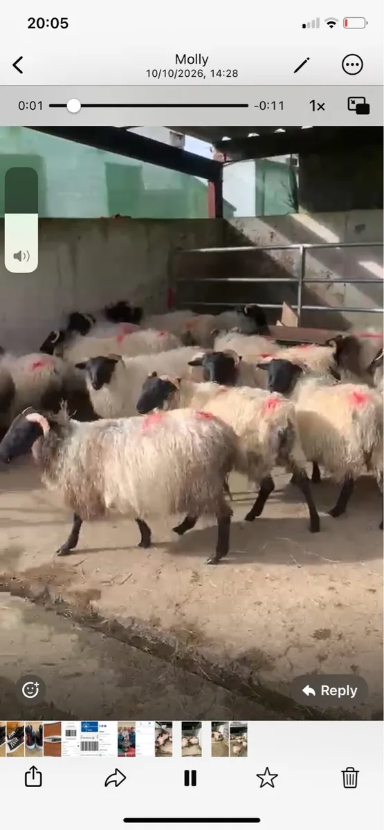 Good Blackface mountain ewe lambs - Image 1