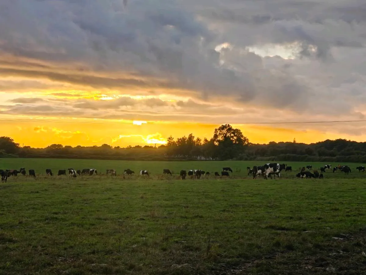 Dairy Farm Assistant available
