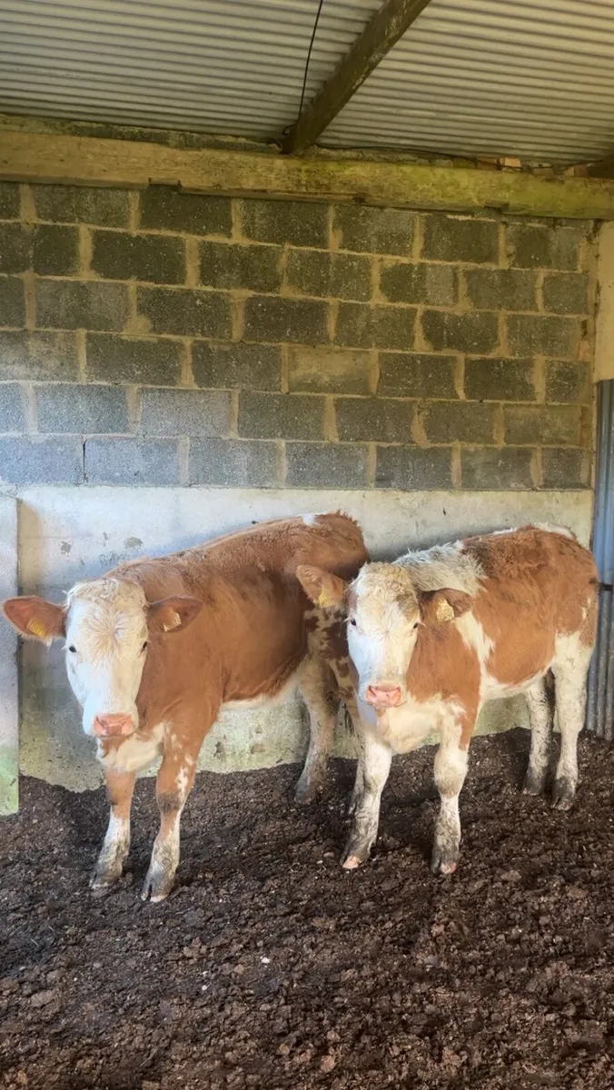 Breeding heifers - Image 1