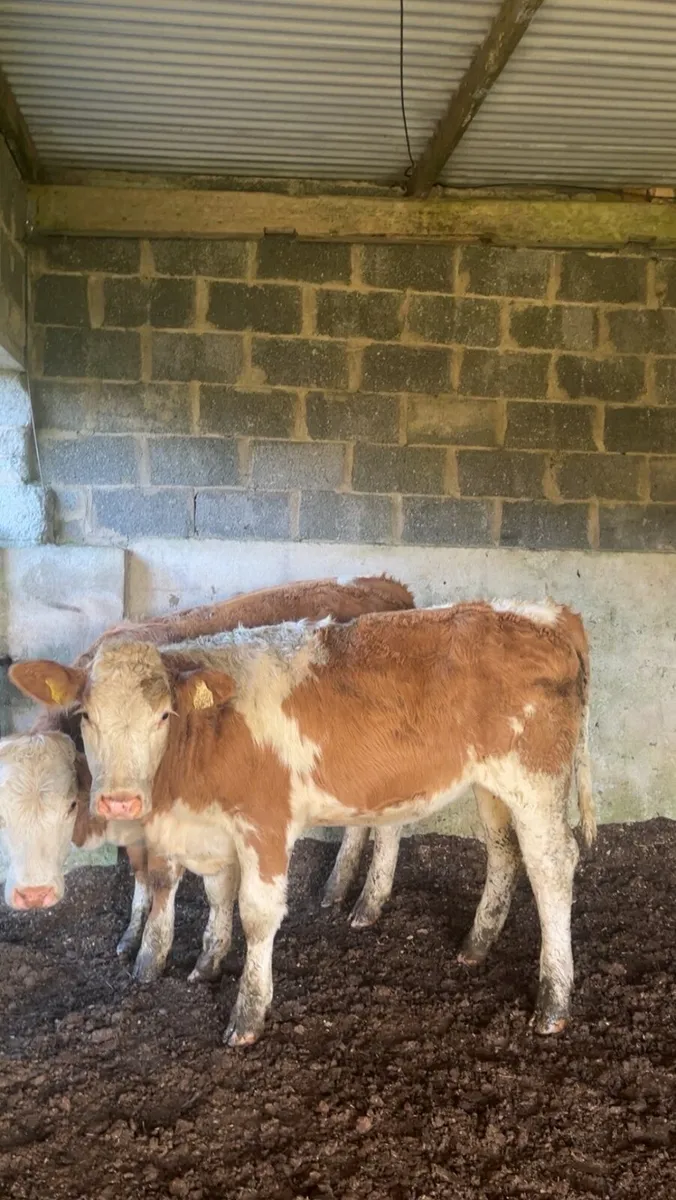 Breeding heifers - Image 2