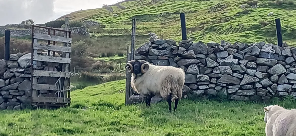 Rams - Image 2