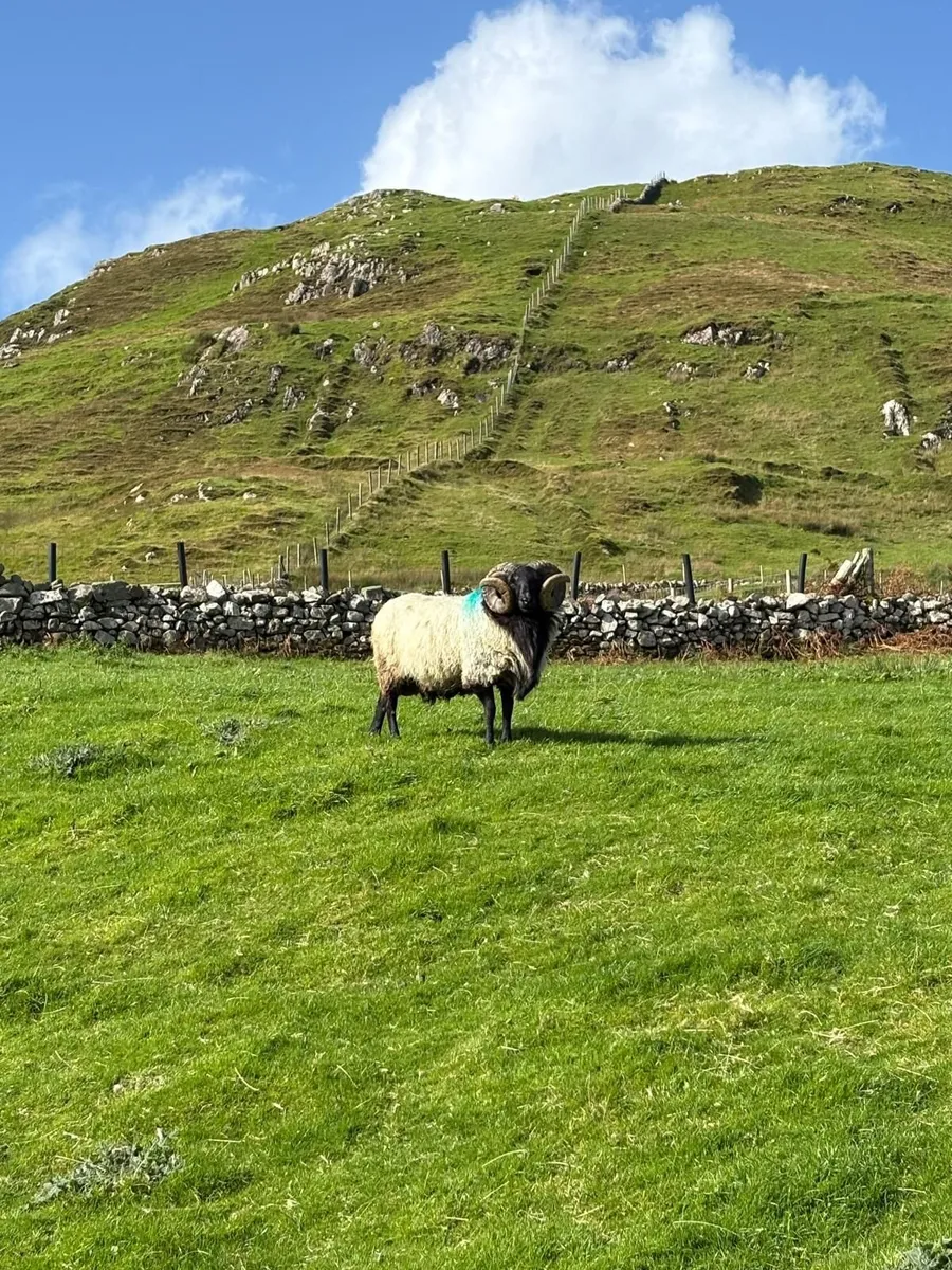 Rams - Image 1