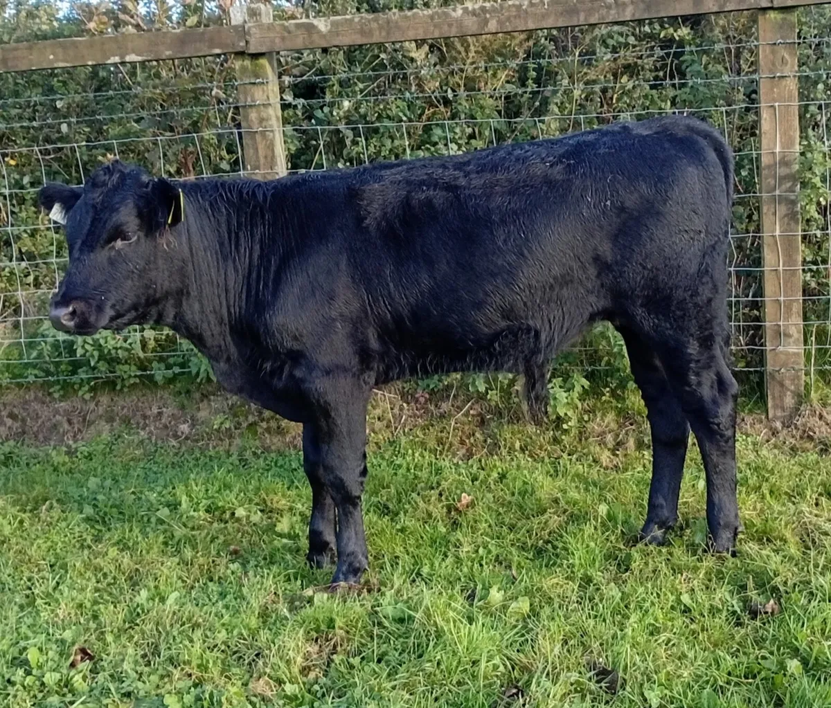 ABERDEEN ANGUS SUCKLER BULL WEANLING