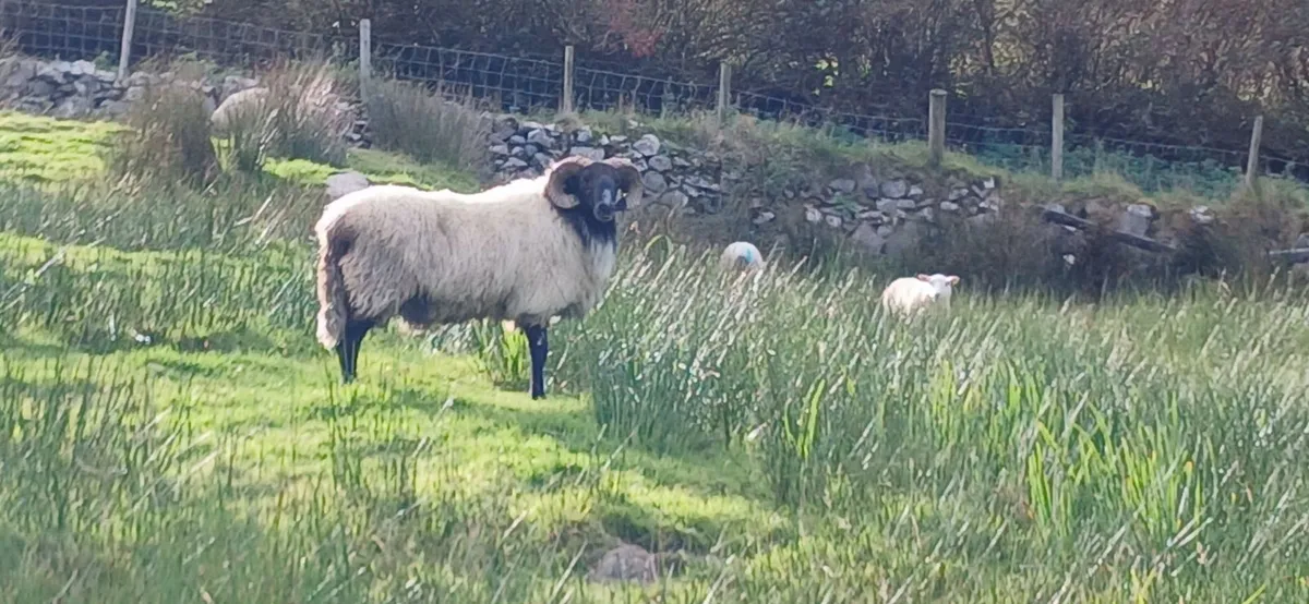 Rams - Image 3