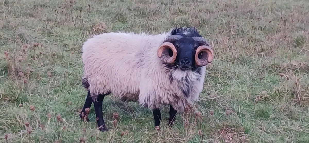 Rams - Image 4