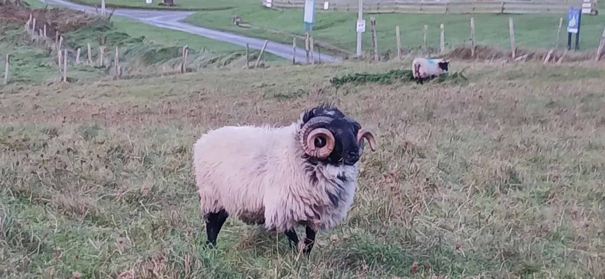Rams - Image 1