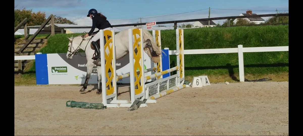 Two super Connemara gelding and mare - Image 2