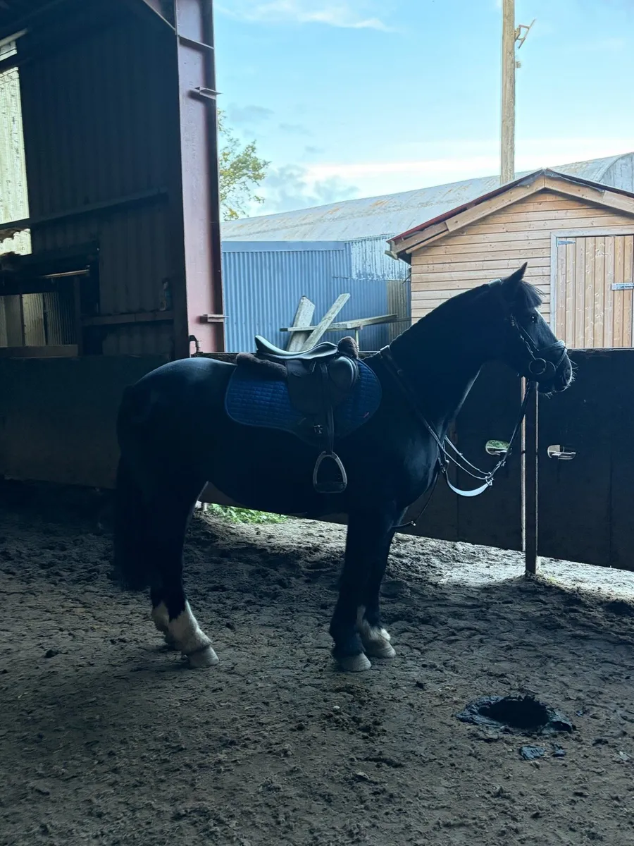 🦄Pippy Short Stockings 14hh superstar🦄 - Image 4