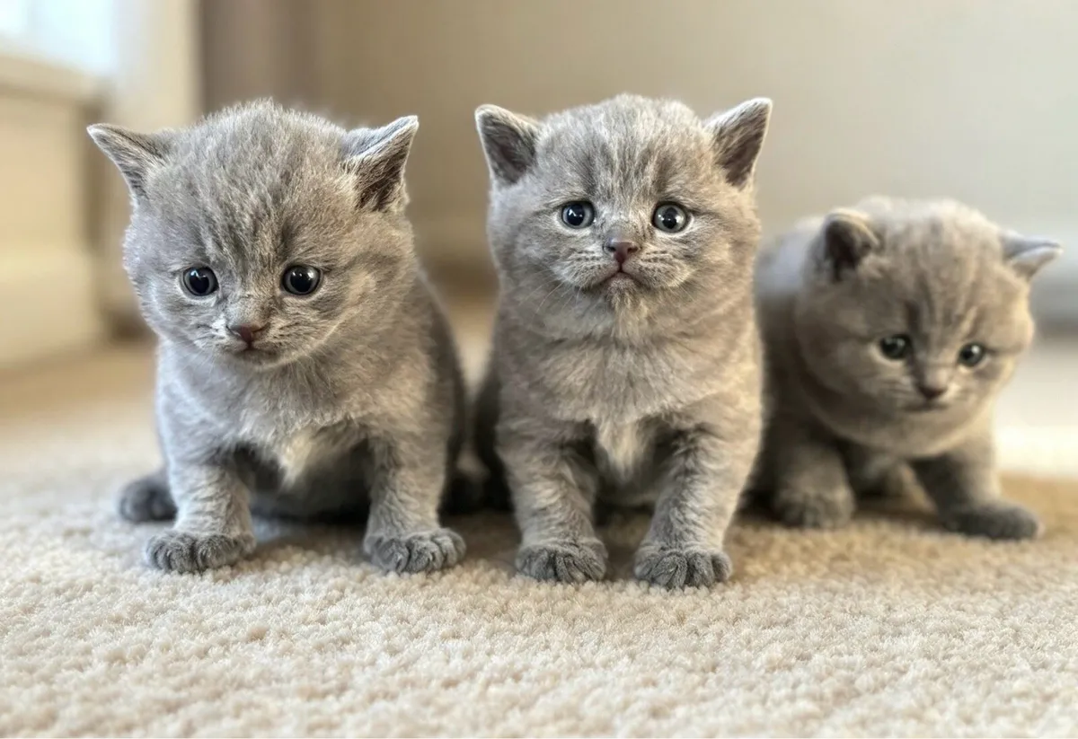 Blue British Shorthair- Ready to leave - Image 2