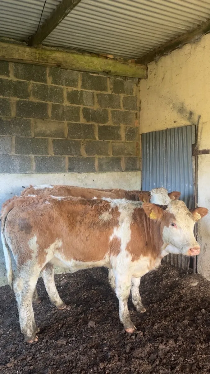 Breeding heifers - Image 3
