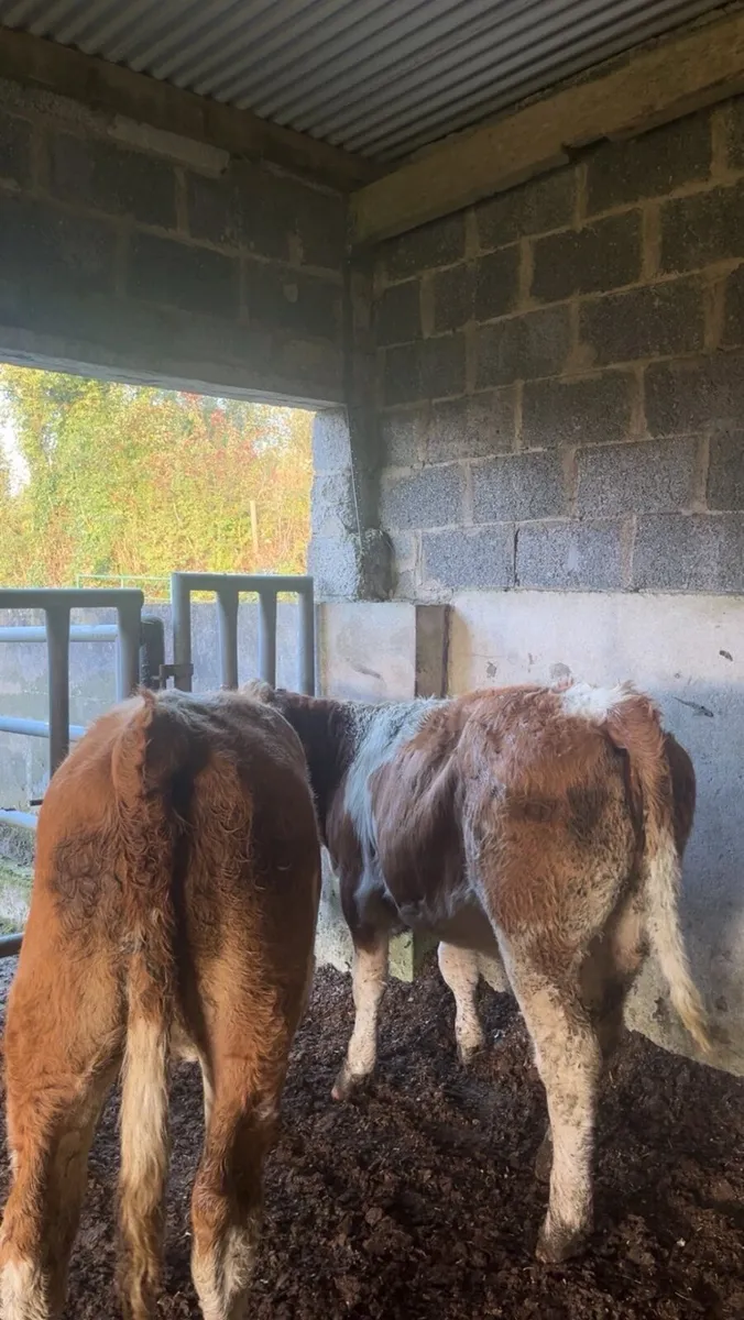 Breeding heifers - Image 4