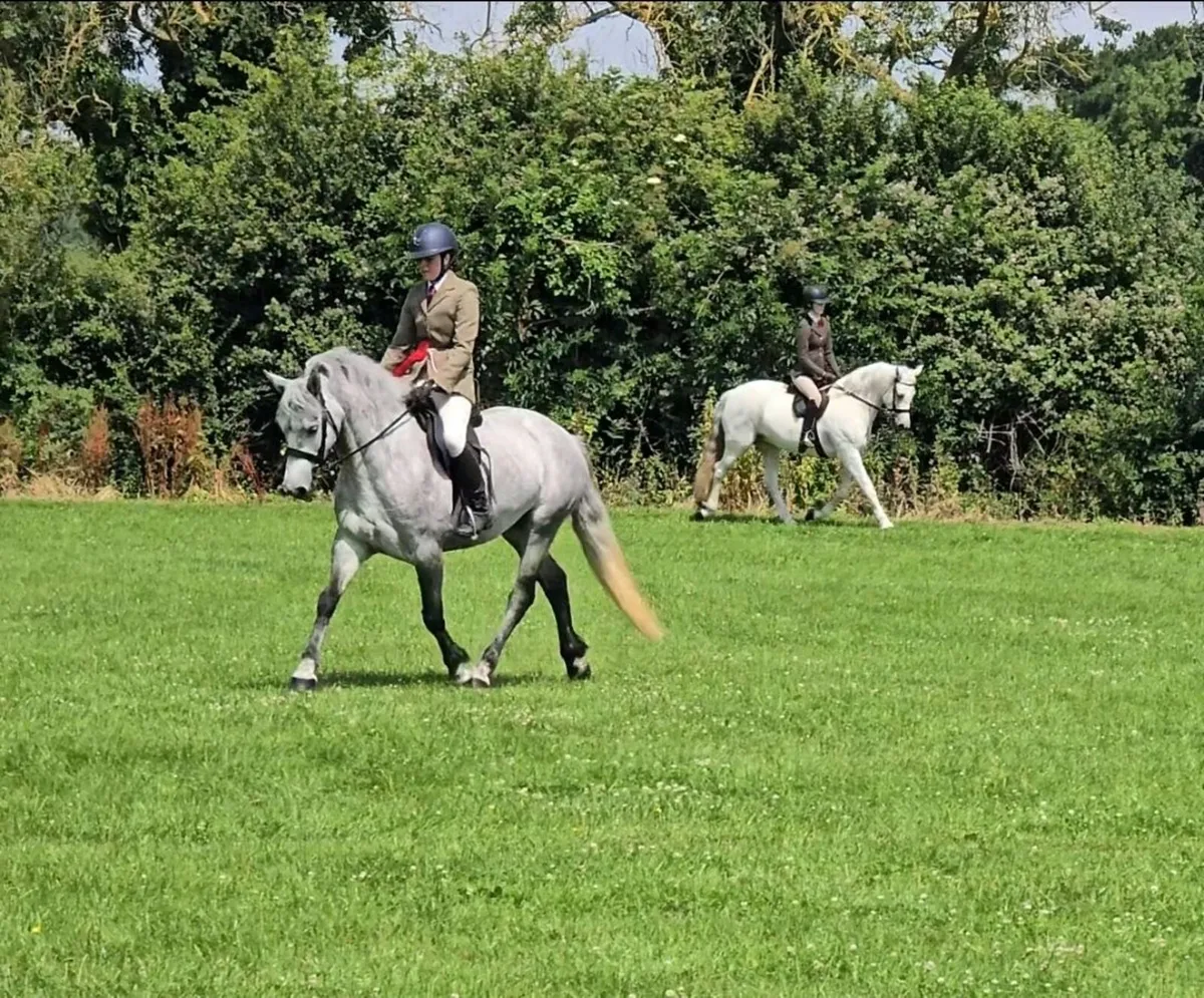 Connemara Performance Pony (by Blakehill Sparrow) - Image 4