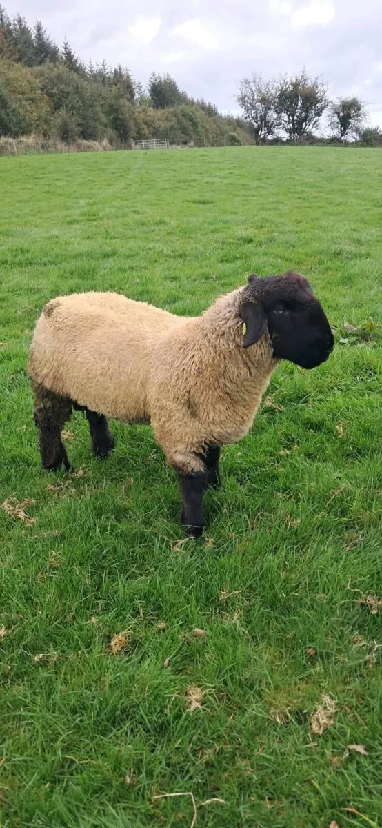 PBR Twin Suffolk Rams - Image 4