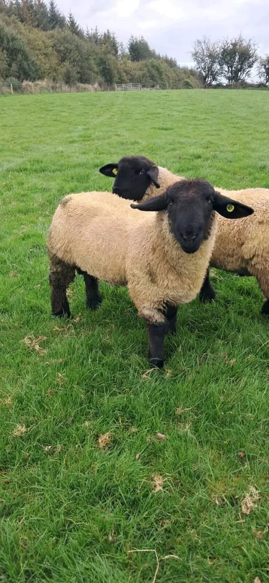 PBR Twin Suffolk Rams - Image 1