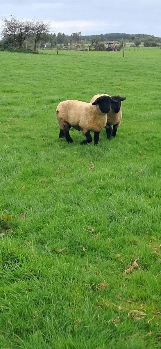 PBR Twin Suffolk Rams - Image 2
