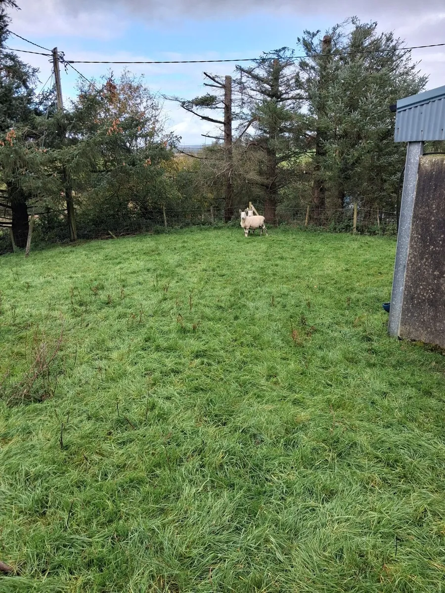 Sheep - Image 1
