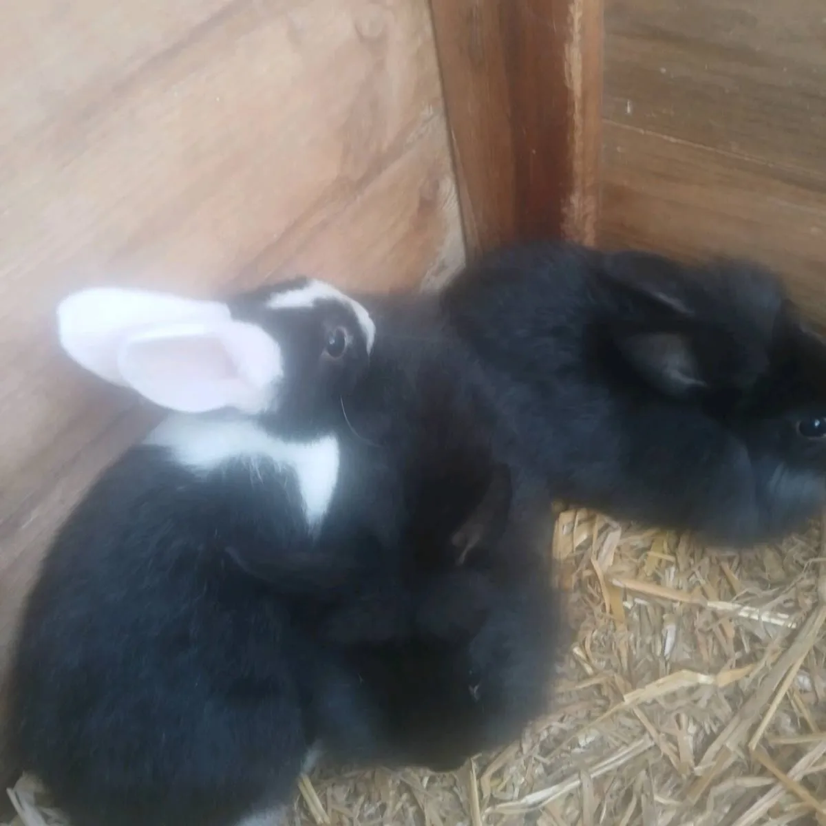 Baby rabbits - Image 3