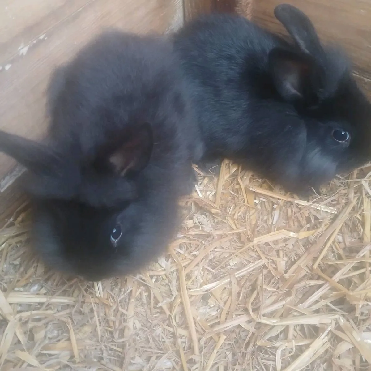 Baby rabbits - Image 4