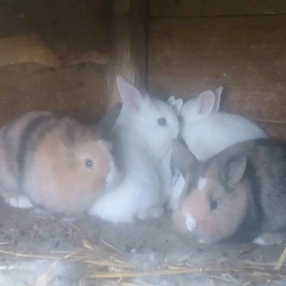 Baby rabbits - Image 1