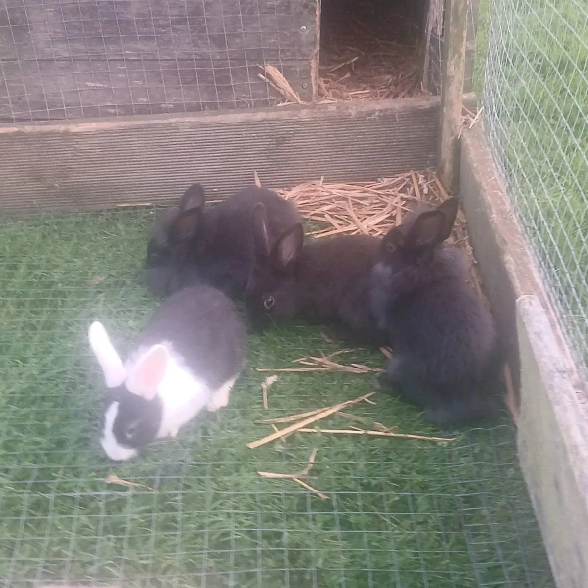 Baby rabbits - Image 2