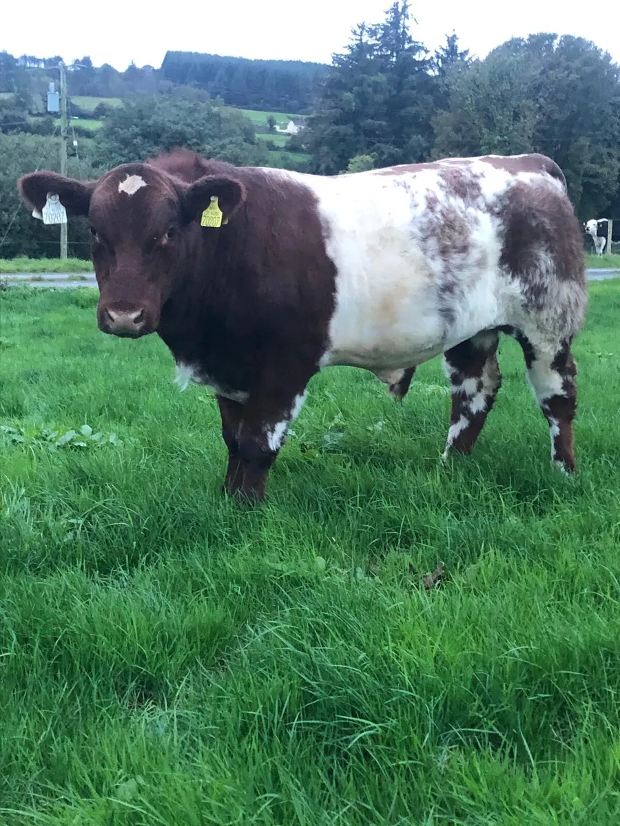 2x PBR Shorthorn Bulls- Currowside Beef Shorthorn - Image 1