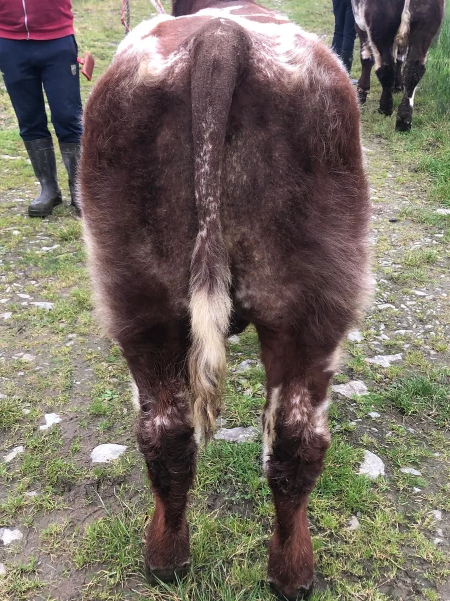 2x PBR Shorthorn Bulls- Currowside Beef Shorthorn - Image 2