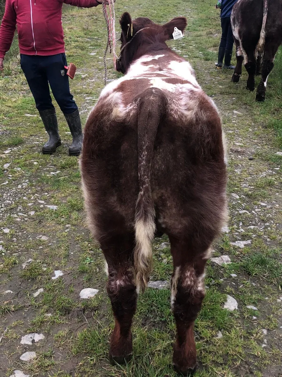 2x PBR Shorthorn Bulls- Currowside Beef Shorthorn - Image 3