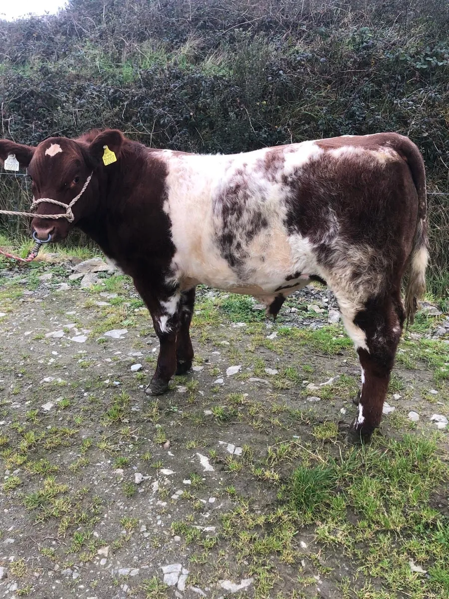2x PBR Shorthorn Bulls- Currowside Beef Shorthorn - Image 4