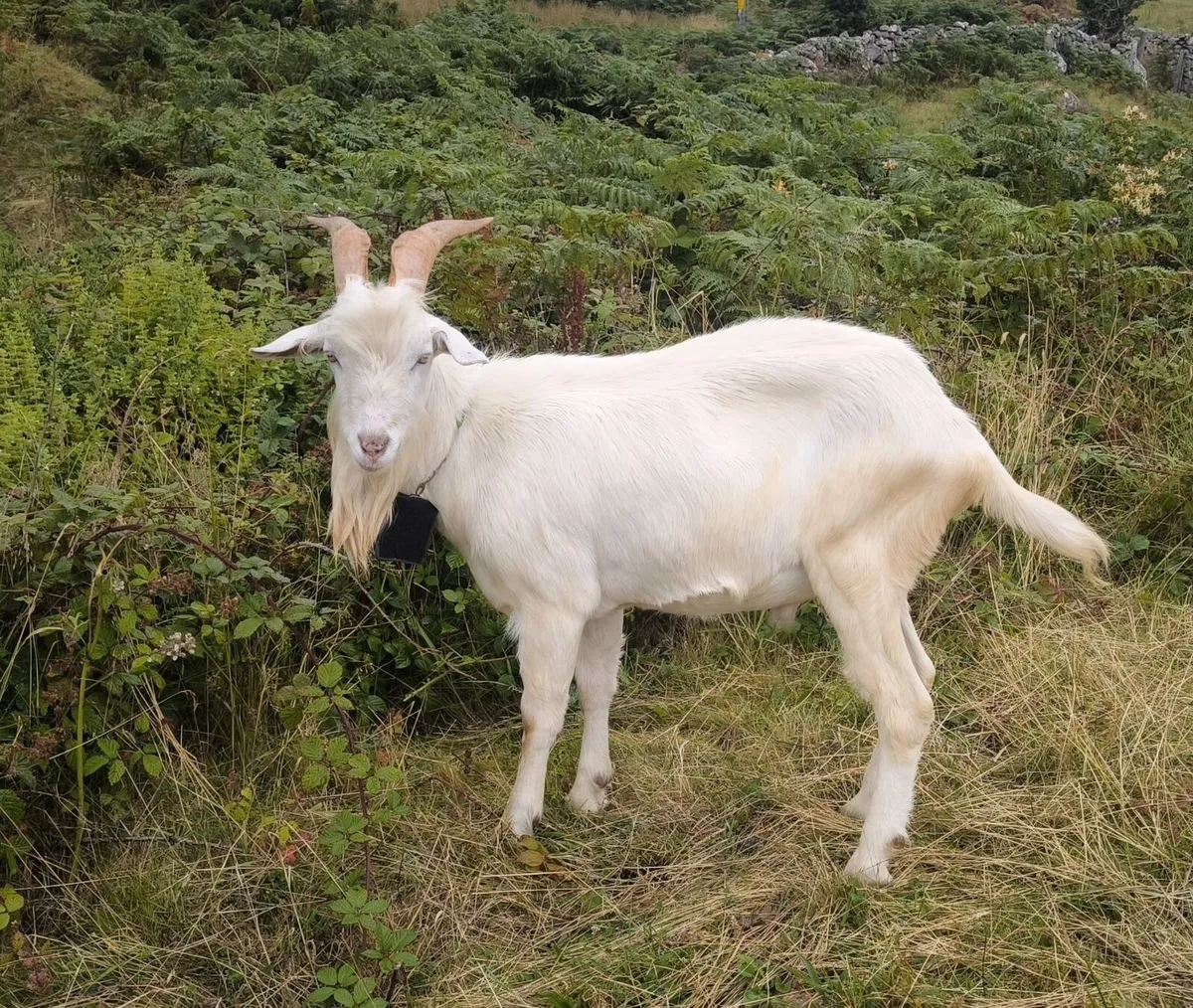 Puck goat for stud - Image 2