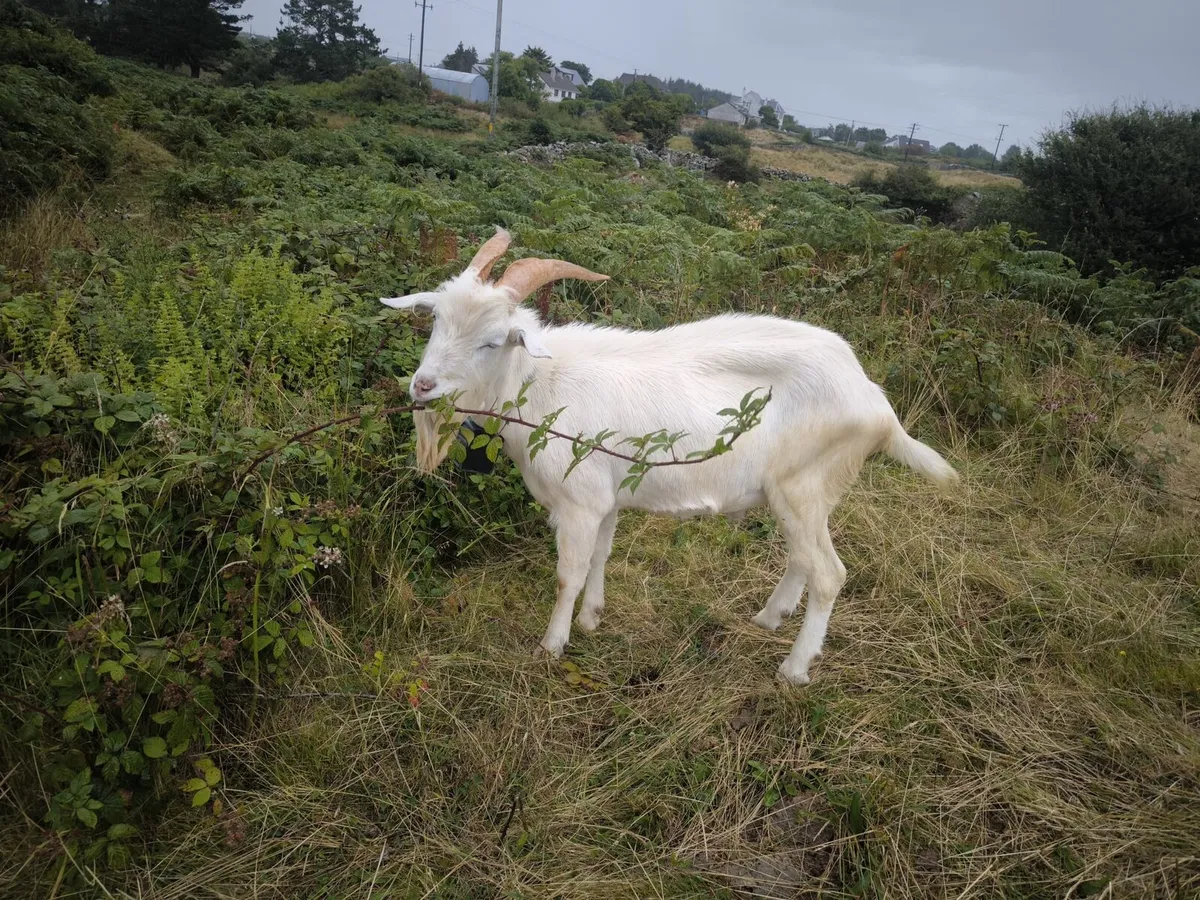 Puck goat for stud - Image 3