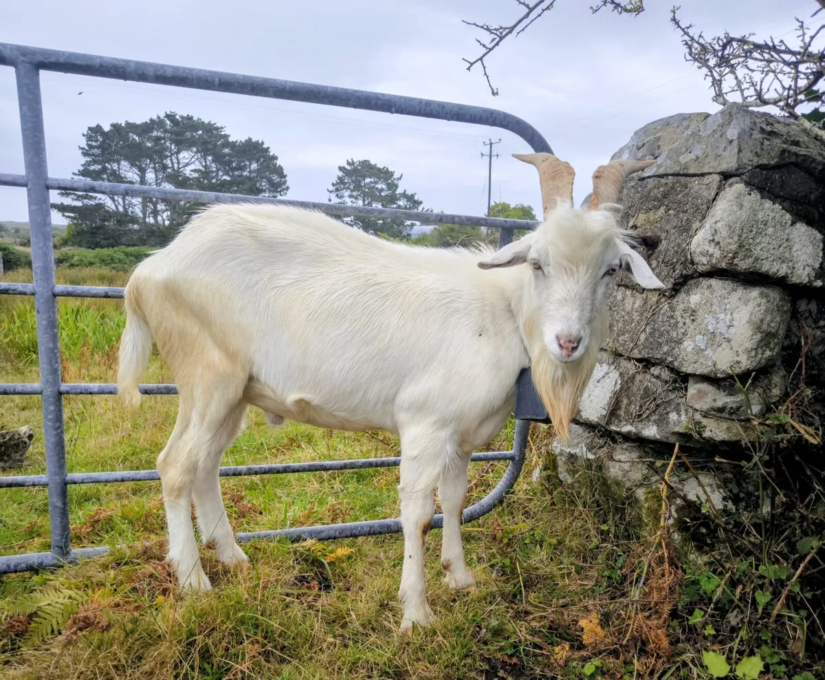 Puck goat for stud - Image 1