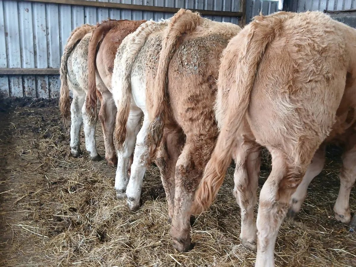 8 SERIOUS HEIFER WEANLINGS - Image 3