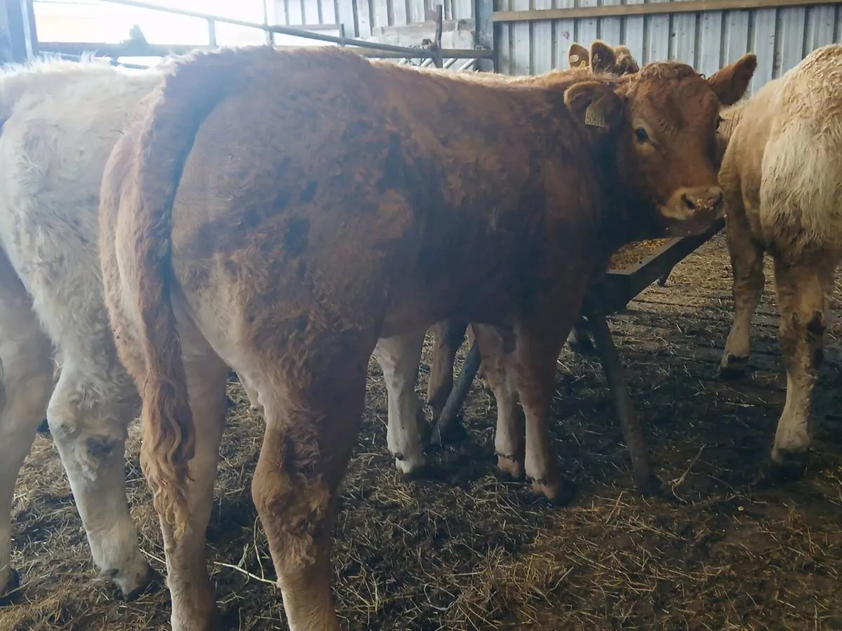 8 SERIOUS HEIFER WEANLINGS - Image 4