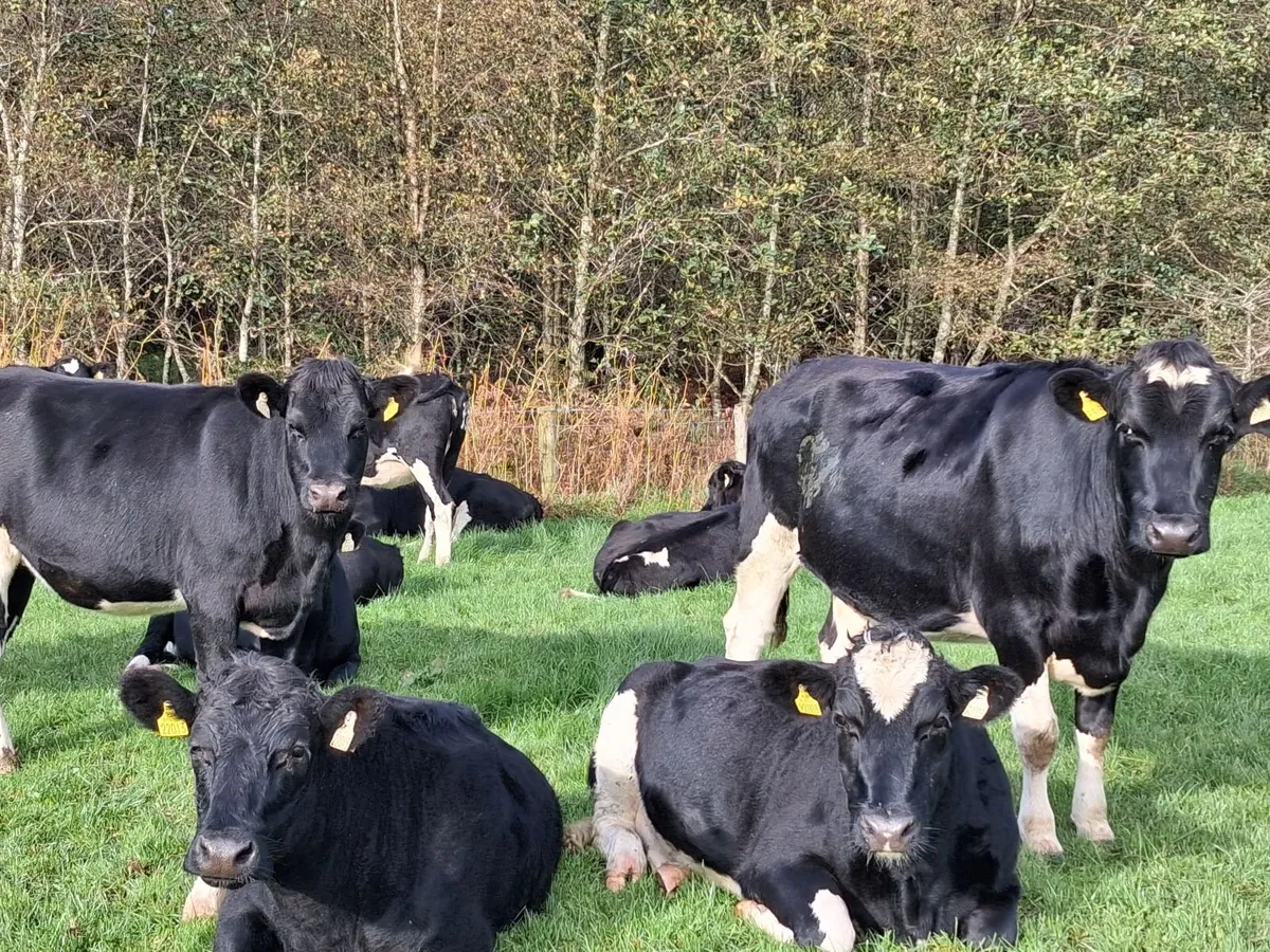 Fr incalf Heifers - Image 3