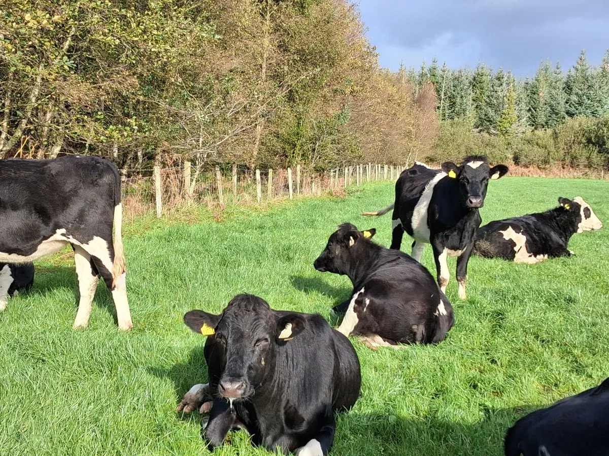 Fr incalf Heifers - Image 2