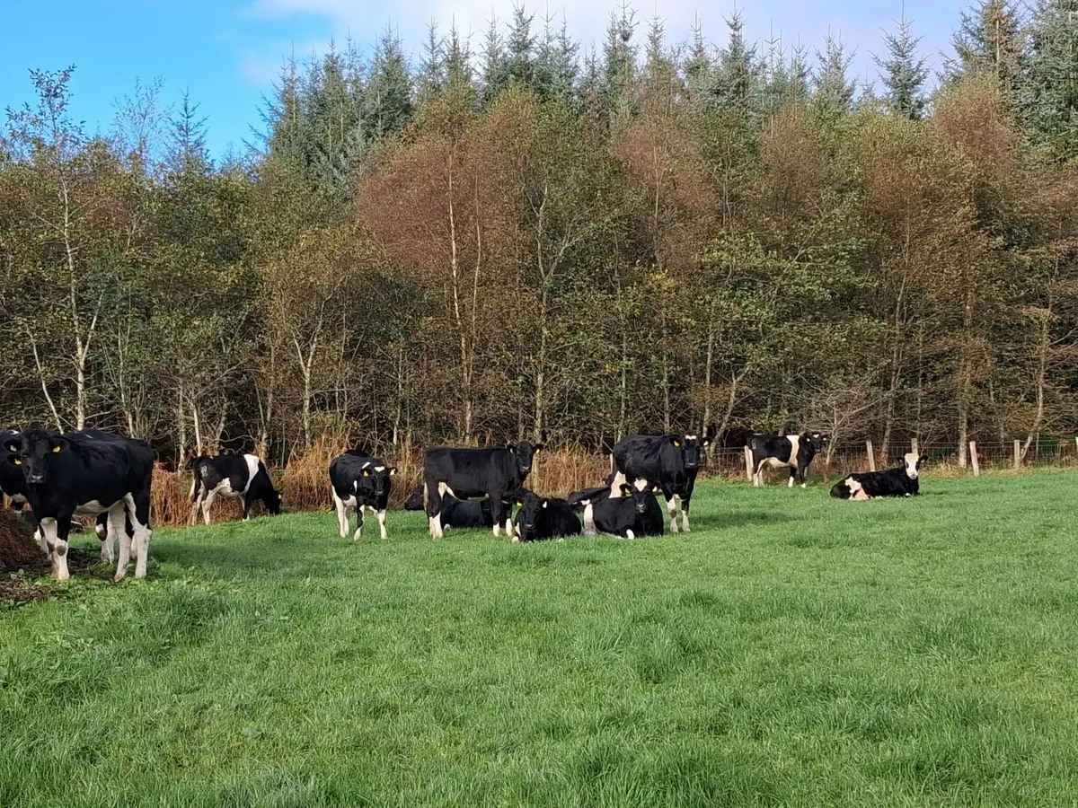 Fr incalf Heifers - Image 4
